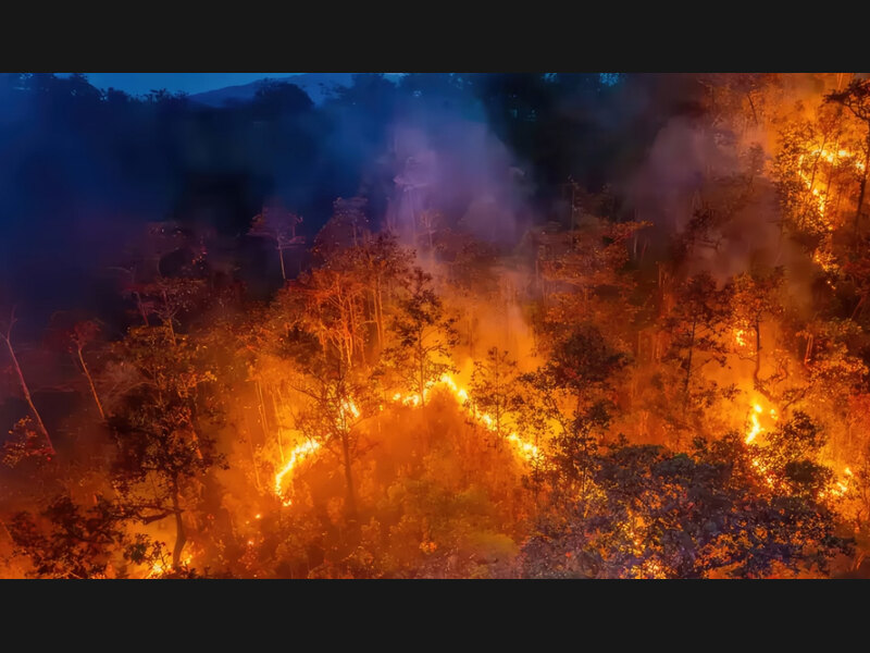 Incendio forestal nocturno entre árboles